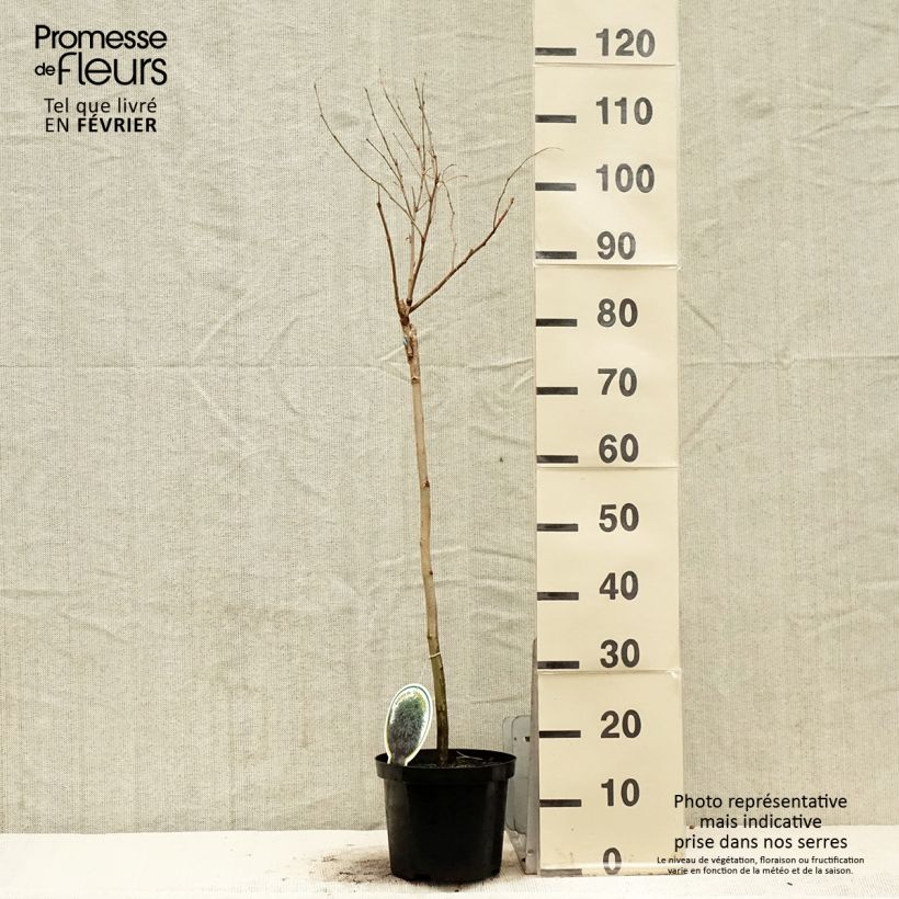 Robinia pseudoacacia Umbraculifera - Falsa acacia Maceta 4L/5L Ejemplar entregado en invierno