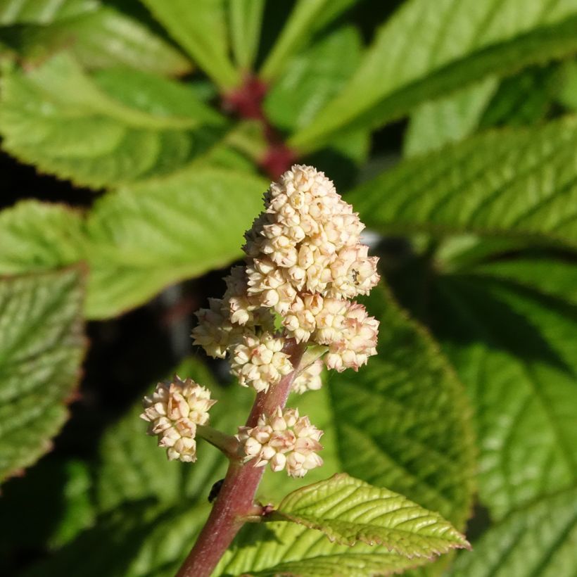 Rodgersia aesculifolia var. henrici (Floración)