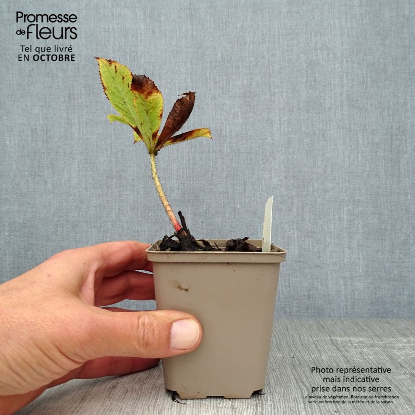 Ejemplar de Rodgersia aesculifolia var. henrici Maceta de 8/9 cm entregado en otoño