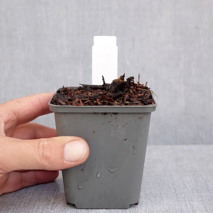 Ejemplar de Rodgersia La Blanche Maceta de 8/9 cm entregado en otoño