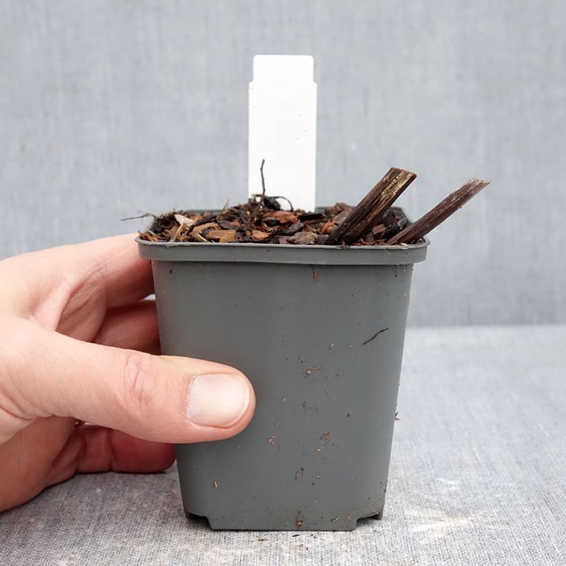 Rodgersia La Blanche Maceta de 8/9 cm Ejemplar entregado en invierno