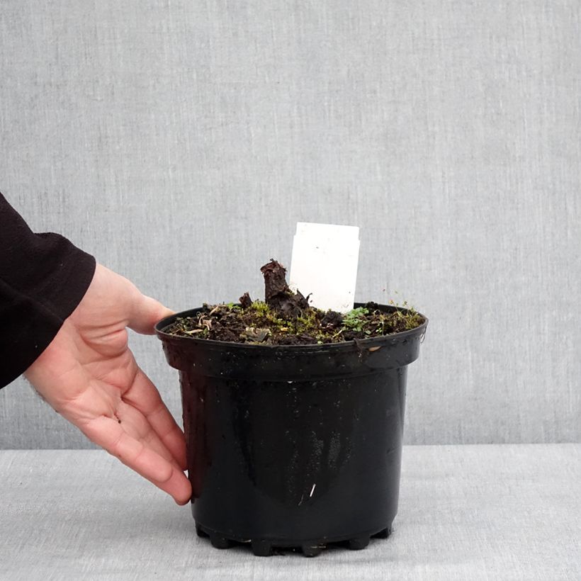 Rodgersia pinnata Chocolate Wings Maceta 2L/3L Ejemplar entregado en invierno