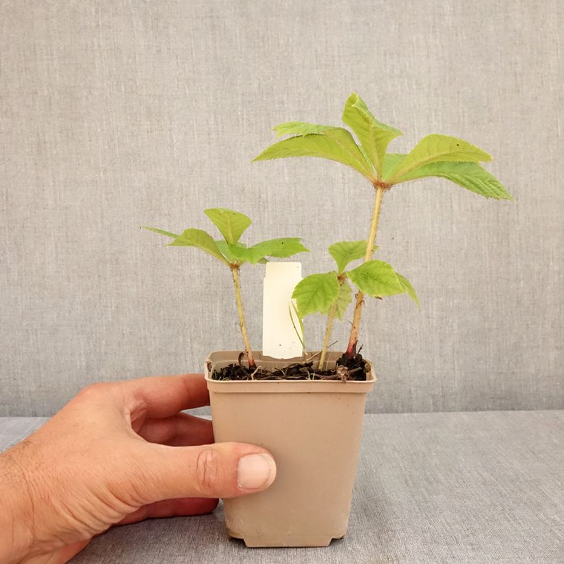Ejemplar de Rodgersia pinnata Elegans Maceta de 8/9 cm entregado en verano