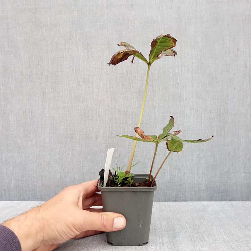 Ejemplar de Rodgersia pinnata Hercules Maceta de 8/9 cm entregado en otoño