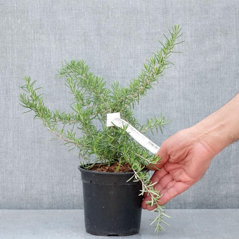 Romero Pointe du Raz Maceta 1,5L/2L Ejemplar entregado en la primavera