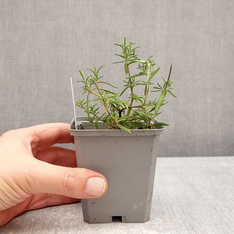 Salvia Capri - Salvia rosmarinus Maceta de 8/9 cm Ejemplar entregado en invierno