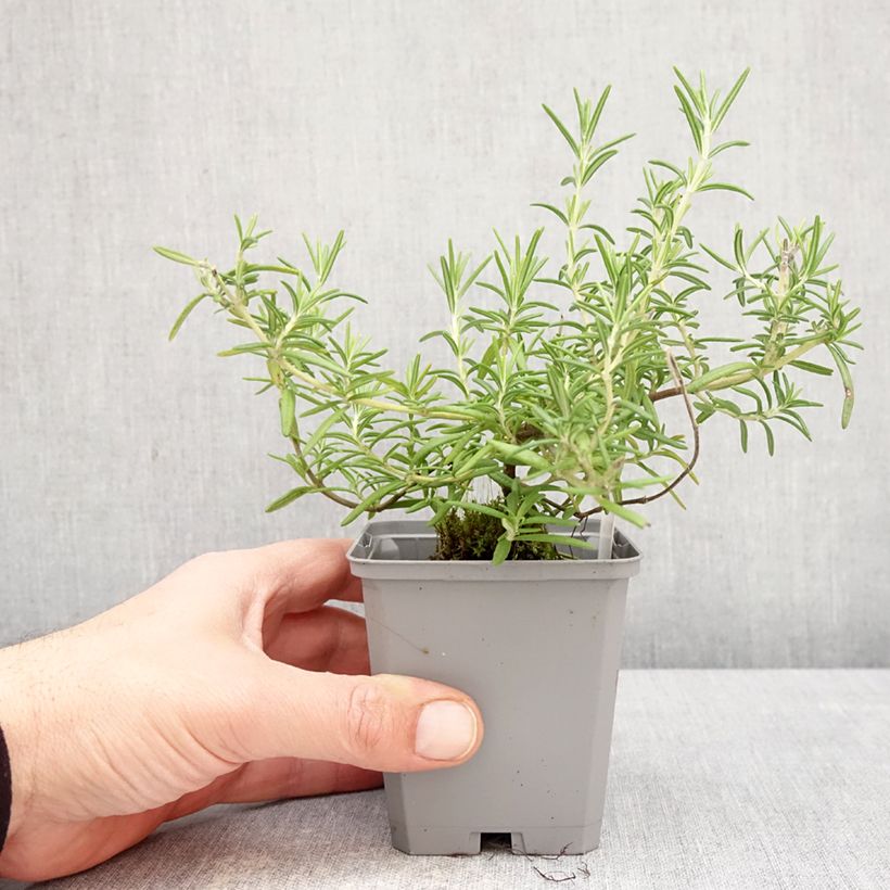 Salvia Capri - Salvia rosmarinus Maceta de 8/9 cm Ejemplar entregado en la primavera