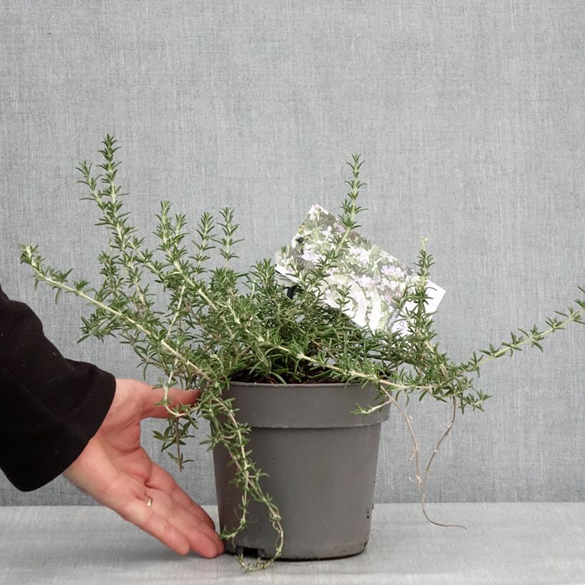 Salvia Capri - Salvia rosmarinus Maceta 2L/3L Ejemplar entregado en invierno