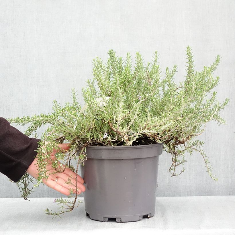 Ejemplar de Romero Prostratus Maceta 3L/4L entregado en otoño