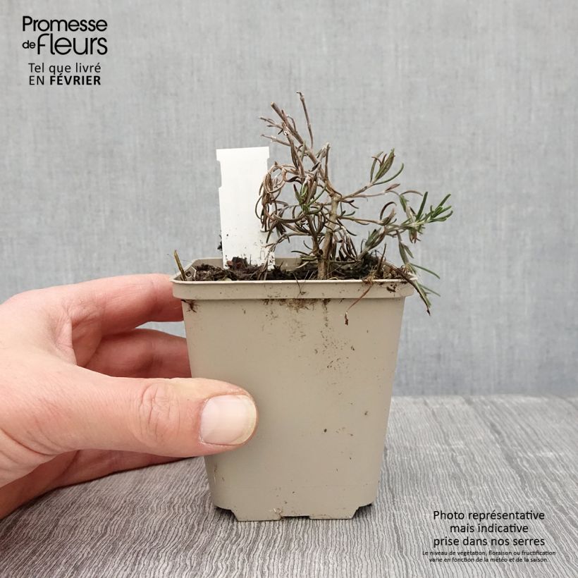 Romero Majorca Pink Maceta de 8/9 cm Ejemplar entregado en invierno