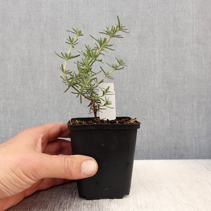 Romero Majorca Pink Maceta de 8/9 cm Ejemplar entregado en la primavera