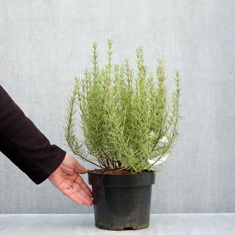 Ejemplar de Romero Miss Jessopps Upright Maceta 3L/4L entregado en otoño