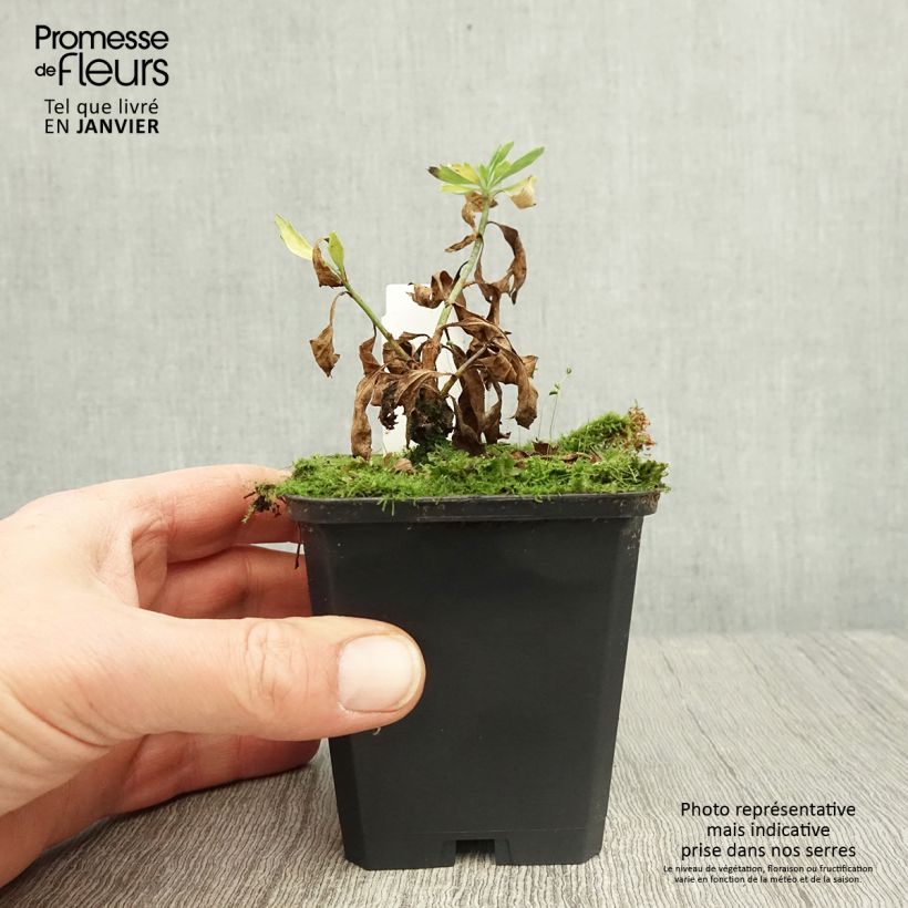 Romneya coulteri - Arbol de las amapolas Maceta de 8/9 cm Ejemplar entregado en invierno