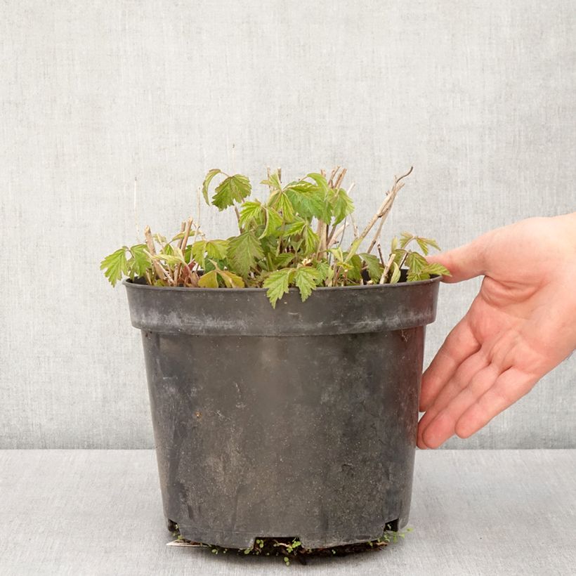 Rubus caesius Maceta 4L/5L, Formación arbustiva Ejemplar entregado en la primavera