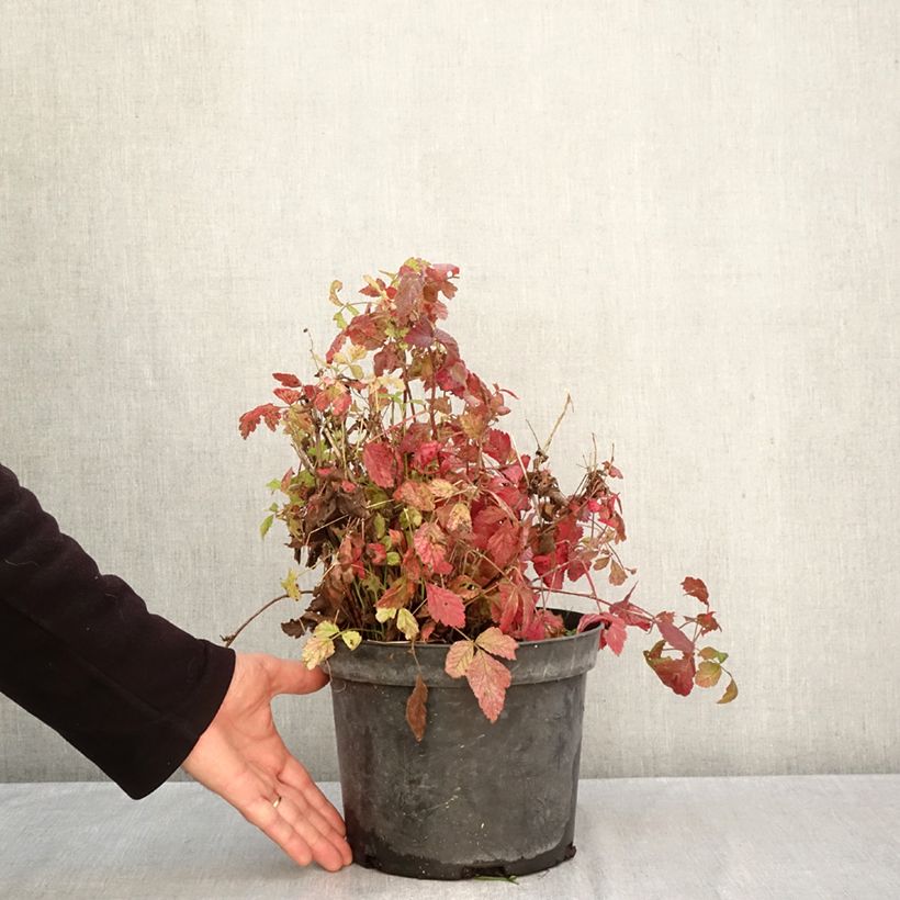 Ejemplar de Rubus caesius Maceta 4L/5L, Formación arbustiva entregado en otoño