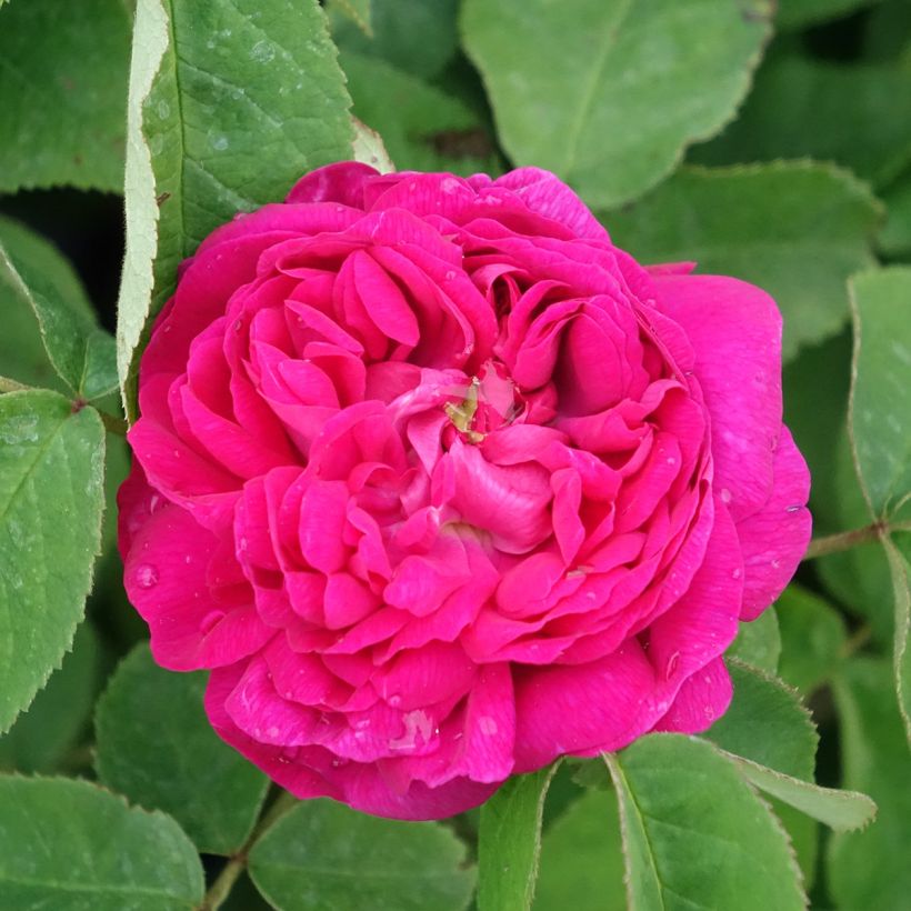 Rosal Rose de Rescht (Floración)