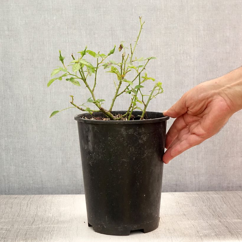 Ejemplar de Rosa polyantha Golden Border Maceta 3L/4L entregado en verano