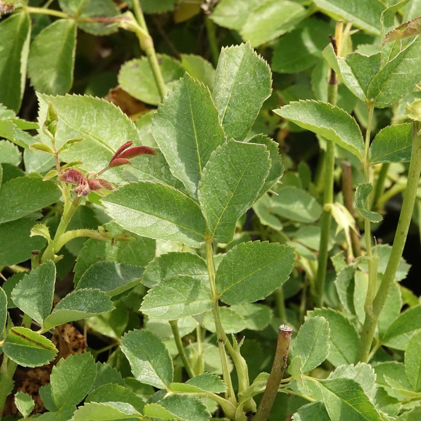 Rosa polyantha Golden Border (Follaje)