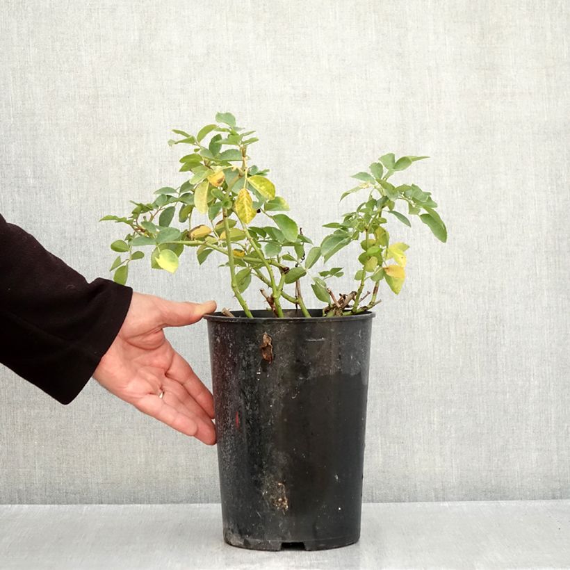 Ejemplar de Rosal Kosmos - Rosal arbustivo Maceta 4L/5L entregado en otoño