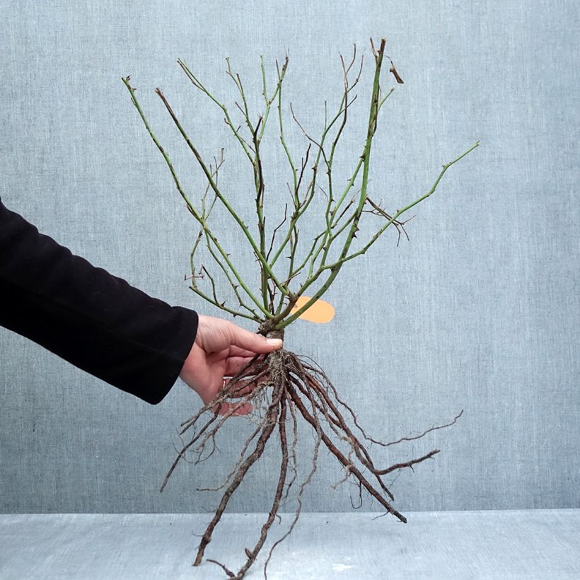 Rosal polyantha Louis Blériot Raíces desnudas Ejemplar entregado en invierno
