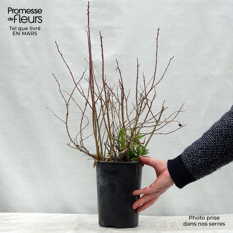 Rosa nitida Maceta 2L/3L Ejemplar entregado en invierno