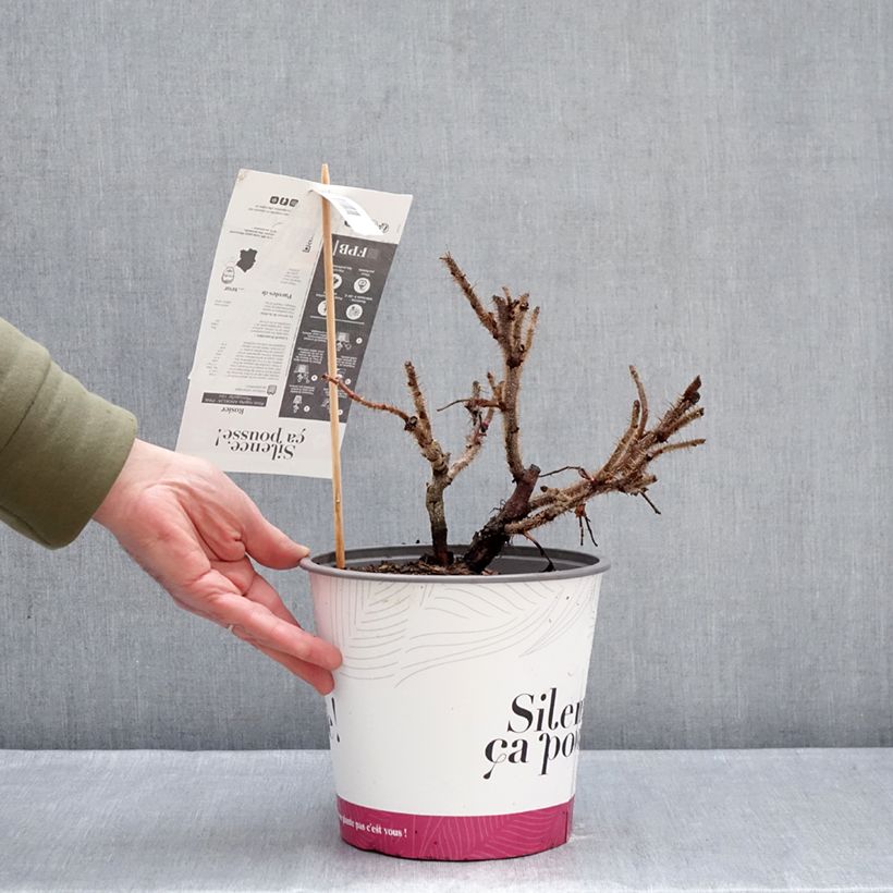 Rosa rugosa Angelia Pink Maceta 4L/5L Ejemplar entregado en invierno