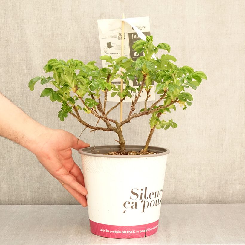 Rosa rugosa Angelia Pink Maceta 4L/5L Ejemplar entregado en la primavera