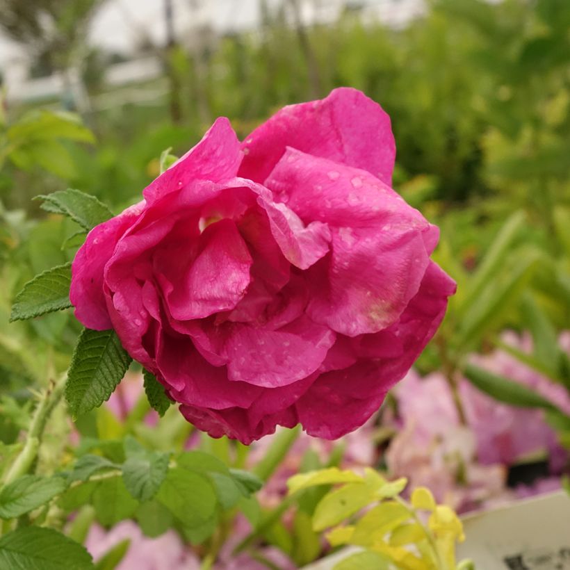 Rosa rugosa Angelia Purple (Floración)
