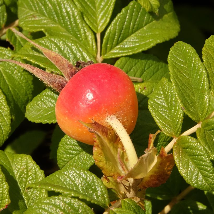 Rosa rugosa Angelia Purple (Cosecha)