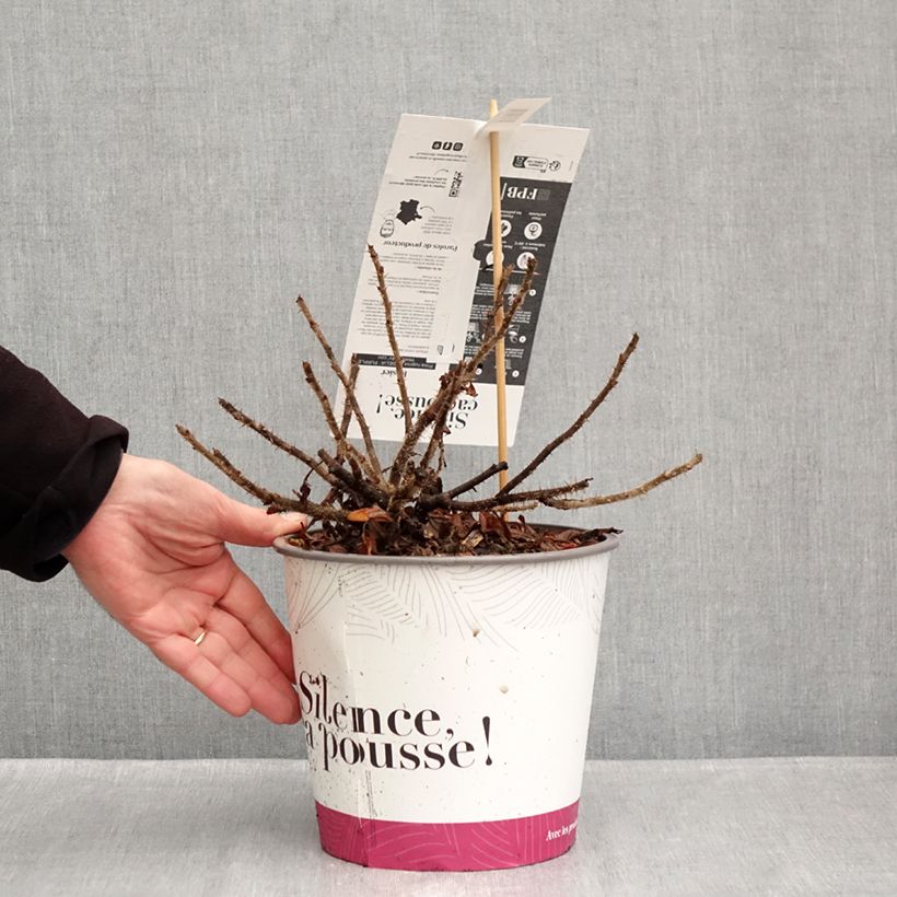 Ejemplar de Rosa rugosa Angelia Purple Maceta 4L/5L entregado en otoño