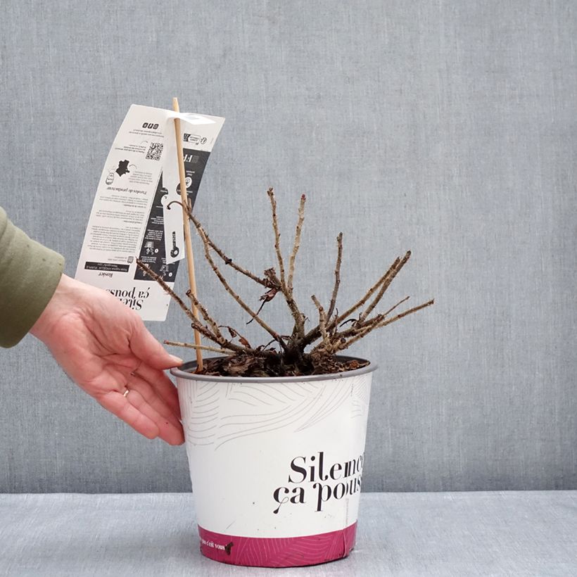 Rosa rugosa Angelia Purple Maceta 4L/5L Ejemplar entregado en invierno