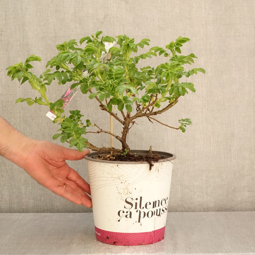 Rosa rugosa Angelia Purple Maceta 4L/5L Ejemplar entregado en la primavera