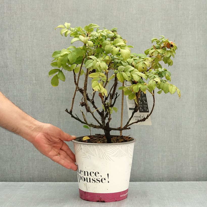 Ejemplar de Rosal rugosa Angelia White Maceta 4L/5L entregado en verano