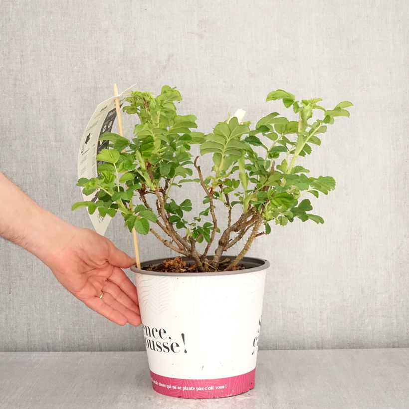 Rosal rugosa Angelia White Maceta 4L/5L Ejemplar entregado en la primavera