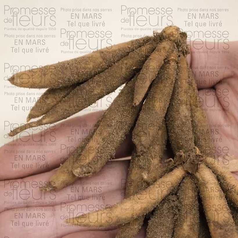 Ejemplo de ejemplar de Roscoea beesiana Bulbe calibre I tal y como se entrega