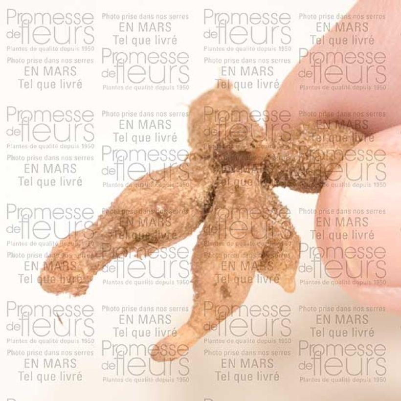 Ejemplo de ejemplar de Roscoea cautleyoides Bulbo calibre I tal y como se entrega