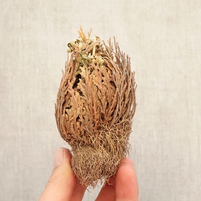 Selaginella lepidophylla - Selaginela Raíces desnudas Ejemplar entregado en invierno