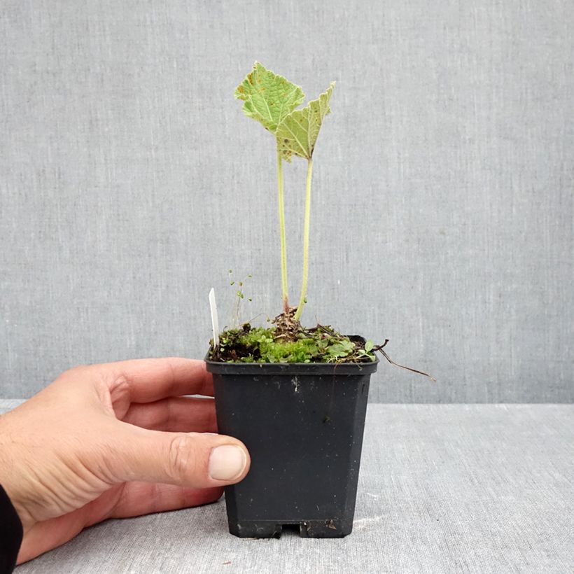 Ejemplar de Alcea rosea Chater's Double Yellow - Malva real Maceta de 7/8 cm entregado en otoño