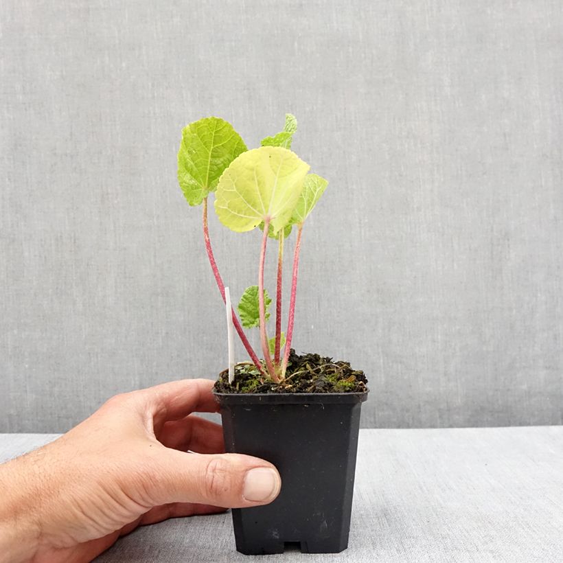 Alcea rosea Chater's Double Yellow - Malva real Maceta de 7/8 cm Ejemplar entregado en la primavera