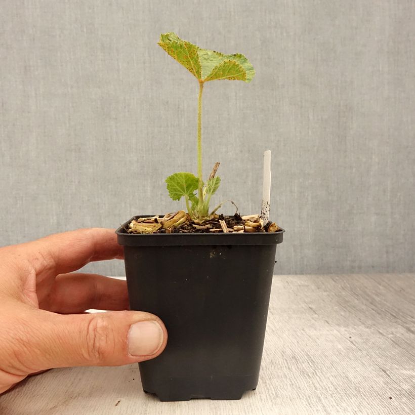 Ejemplar de Alcea rosea Chater's Double pourpre - Malva real Maceta de 8/9 cm entregado en verano
