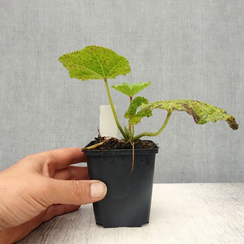 Alcea rosea Chater's Double pourpre - Malva real Maceta de 8/9 cm Ejemplar entregado en la primavera