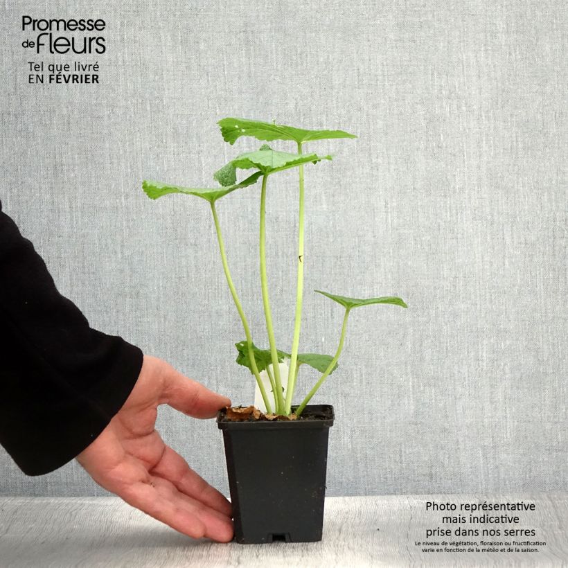 Alcea rosea Chater's Double Violet - Malva real Maceta de 8/9 cm Ejemplar entregado en invierno