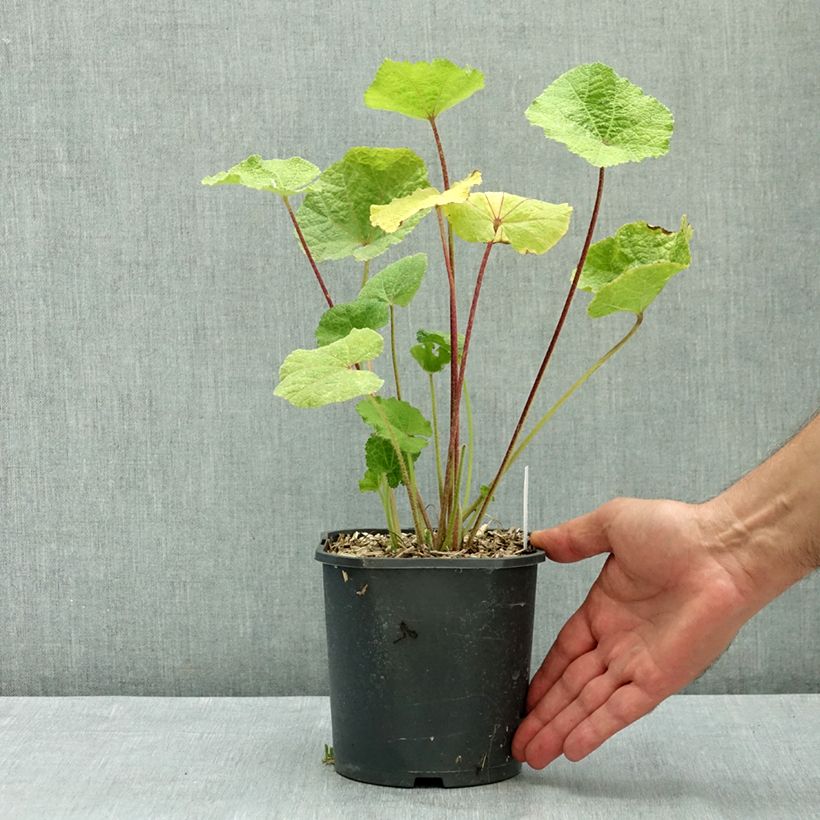Ejemplar de Alcea rosea Nigra - Malva real Maceta 2L/3L entregado en verano