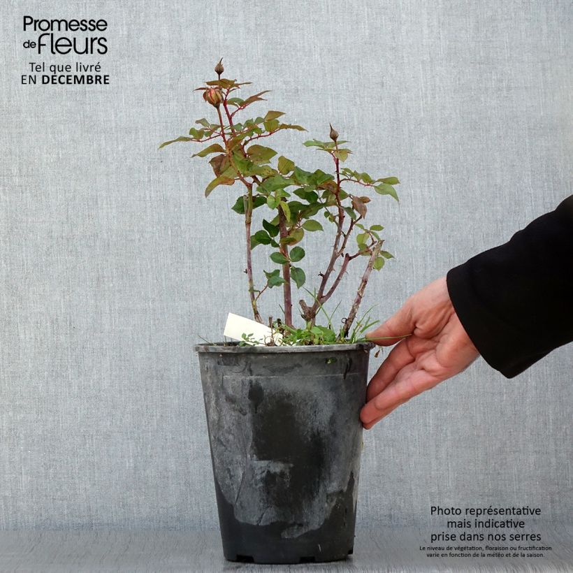 Ejemplar de Rosal Abbatiale de Pontigny Maceta 4L/5L entregado en otoño