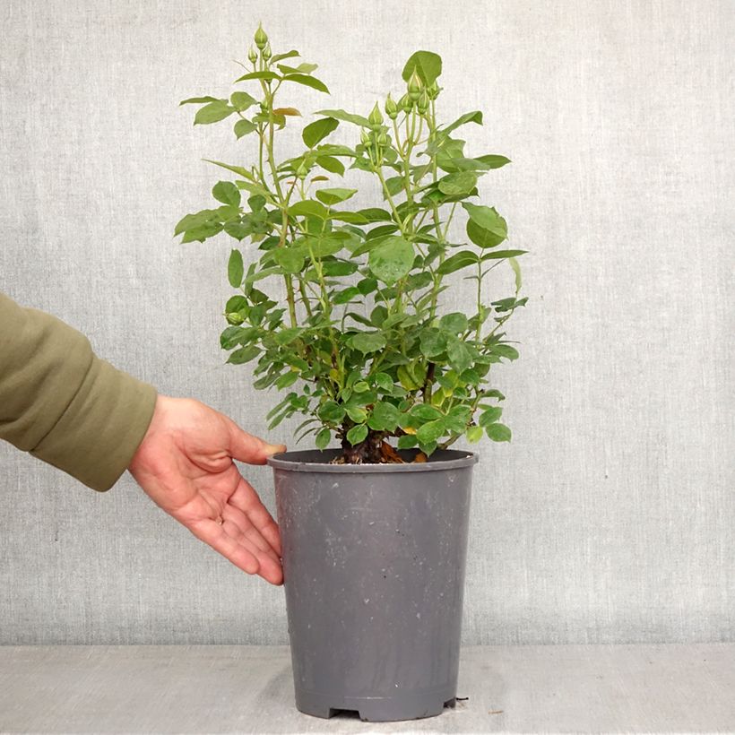 Rosa Absolutely Fabulous Maceta 4L/5L Ejemplar entregado en la primavera