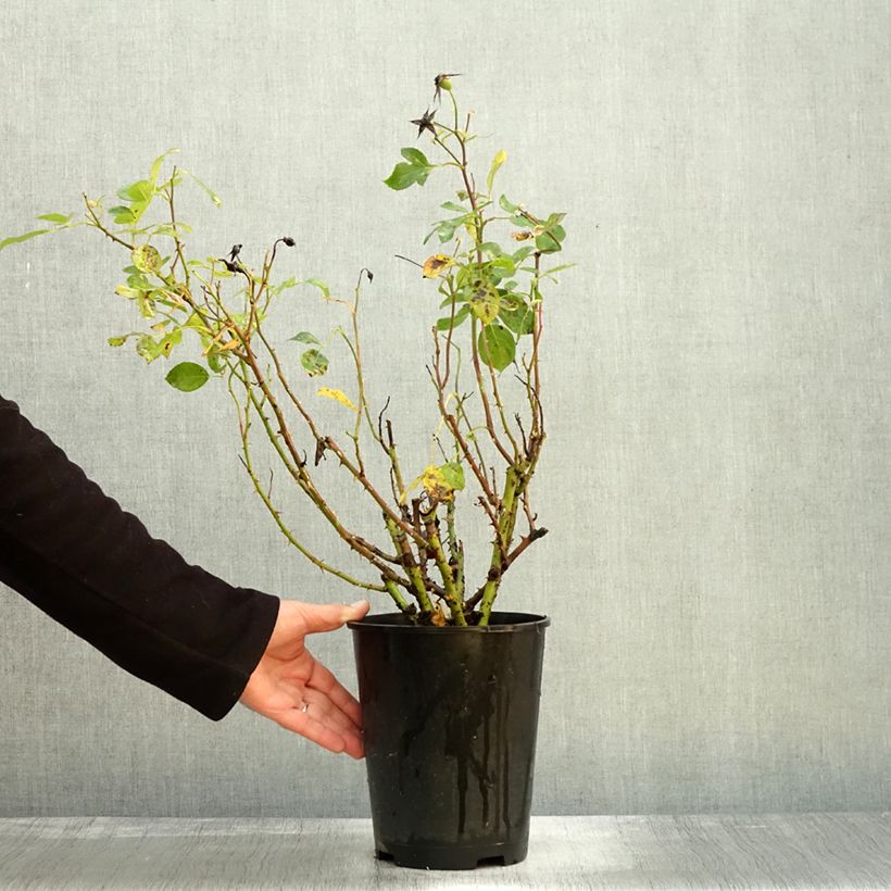 Ejemplar de Rosal Alain Maceta 4L/5L entregado en otoño