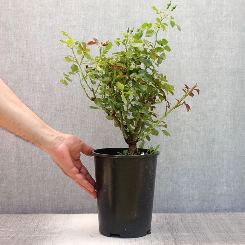 Ejemplar de Rosal Alain Maceta 4L/5L entregado en verano