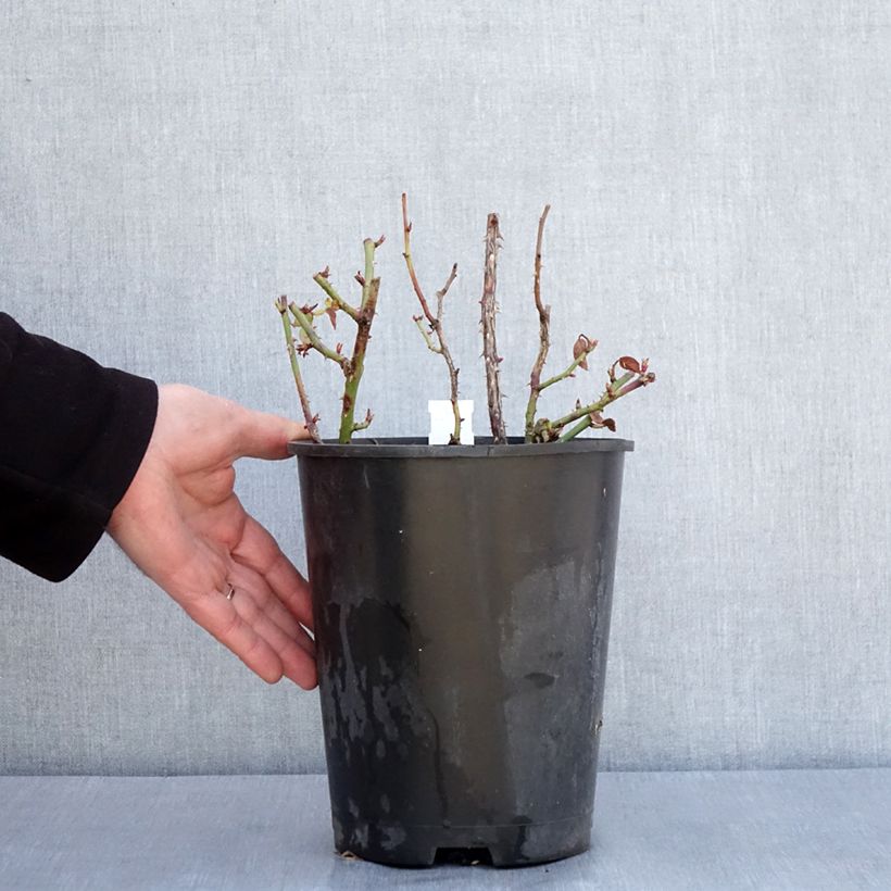 Rosal Anny Duperey Maceta 4L/5L Ejemplar entregado en invierno