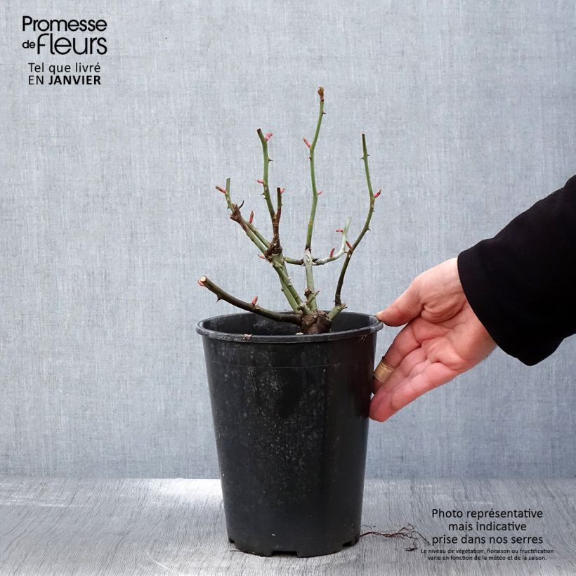 Rosal Astronomia Meillandécor Maceta 4L/5L Ejemplar entregado en invierno