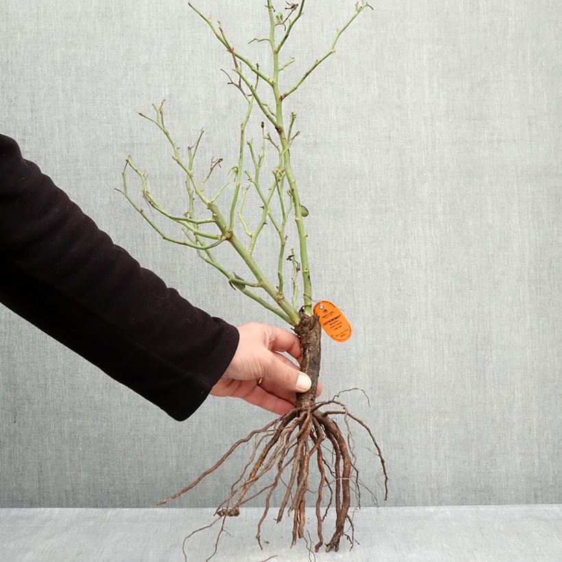 Rosal Astronomia Meillandécor Raíces desnudas Ejemplar entregado en invierno